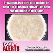 birds-nest-soups