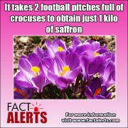 crocuses-saffron