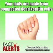 Your nails are actually dead