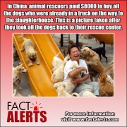 Animal rescuers save truck load of dogs